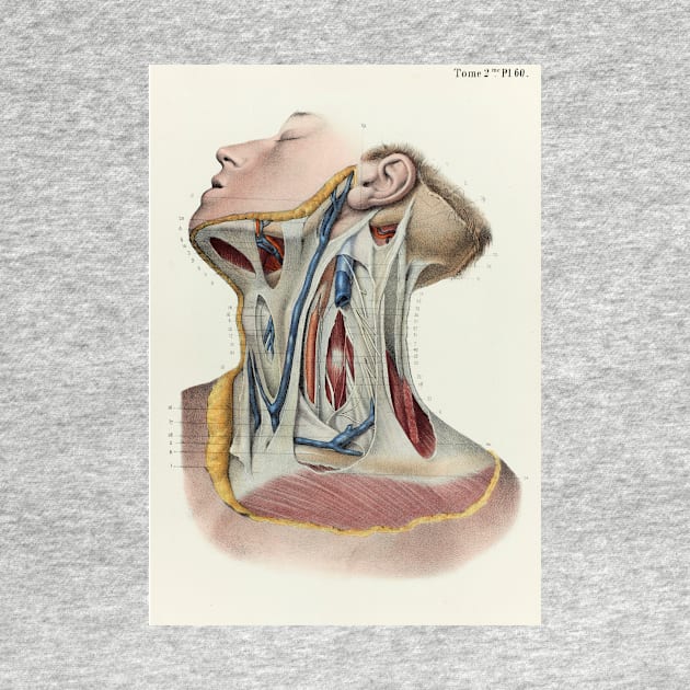 Neck fascia, 1866 illustration (C042/4634) by SciencePhoto